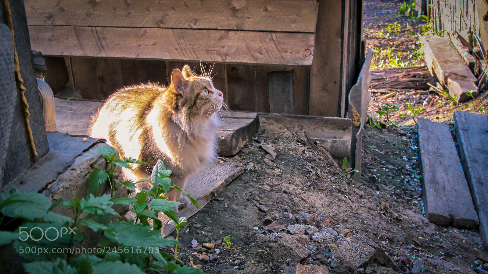 Canon PowerShot G11 sample photo. Cat thai photography