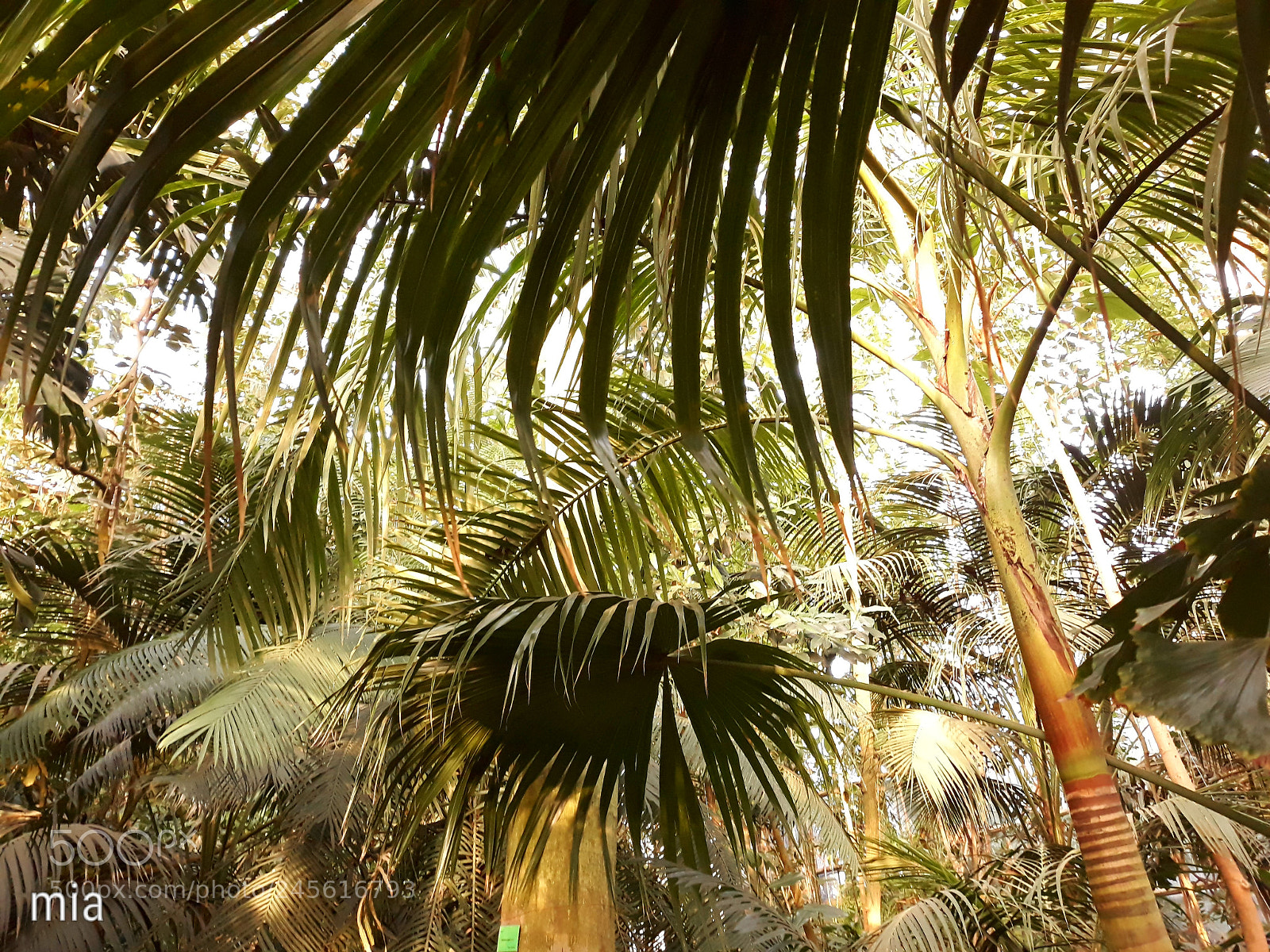 Samsung Galaxy J7 sample photo. Palm tree photography