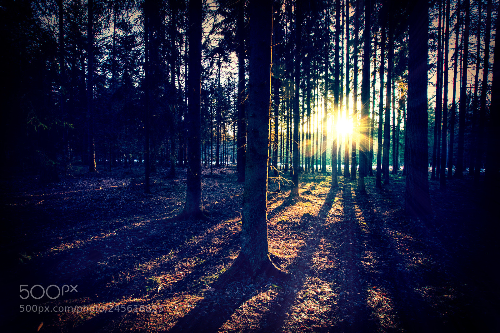 Nikon D5500 sample photo. Forest photography
