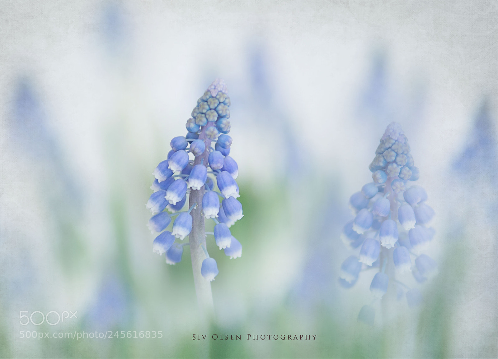 Nikon D7100 sample photo. ~ muscari ~ photography