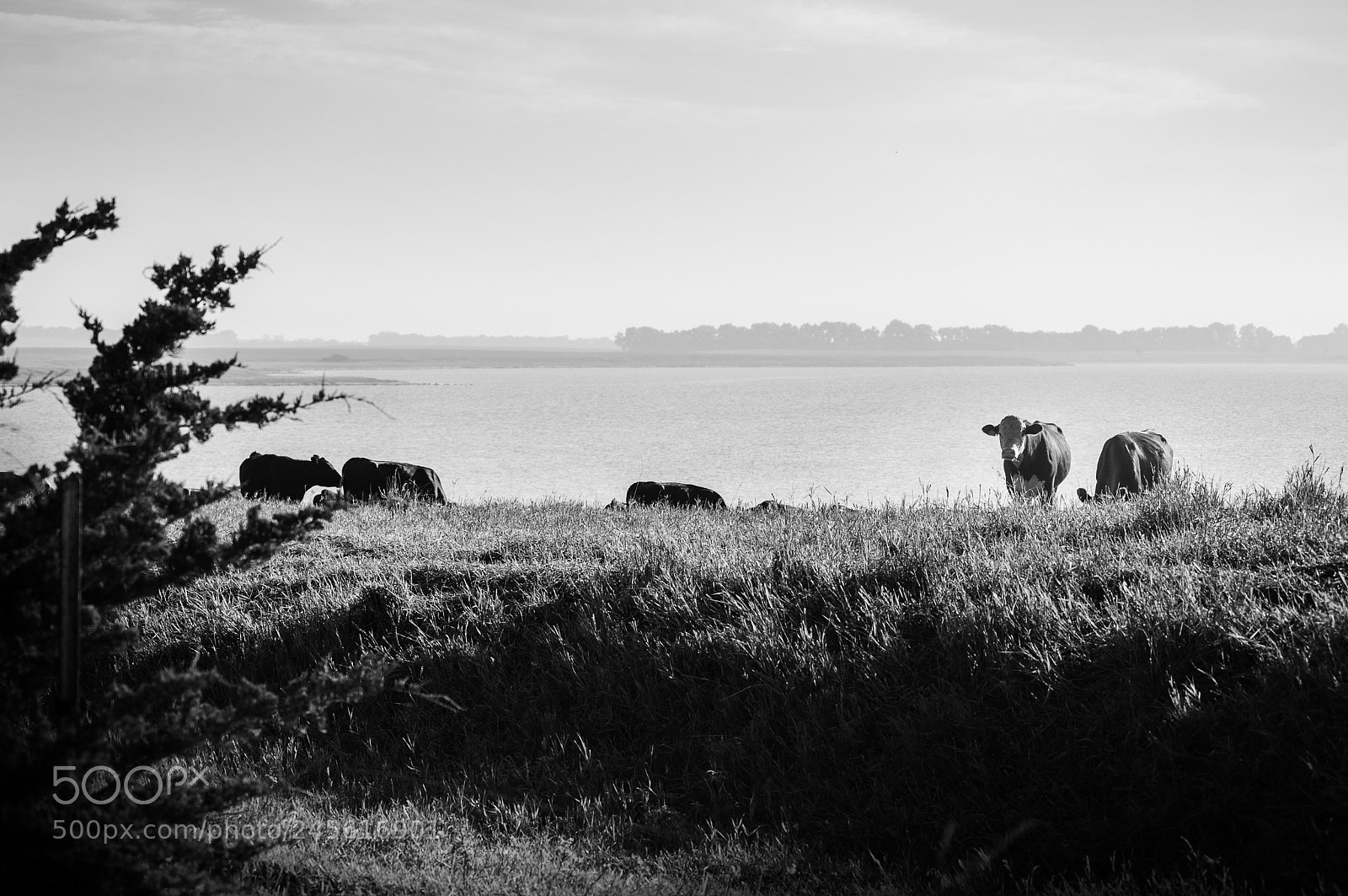 Nikon D5000 sample photo. Grazing by the water photography