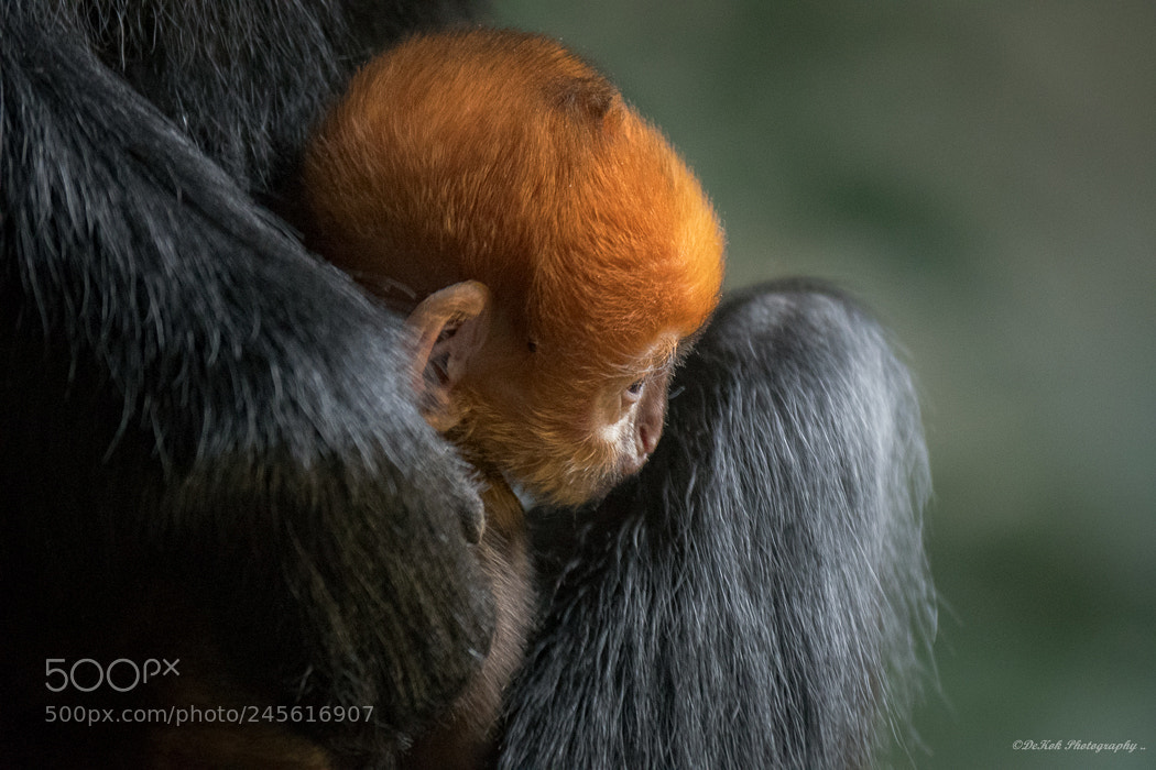 Nikon D500 sample photo. François langur . photography