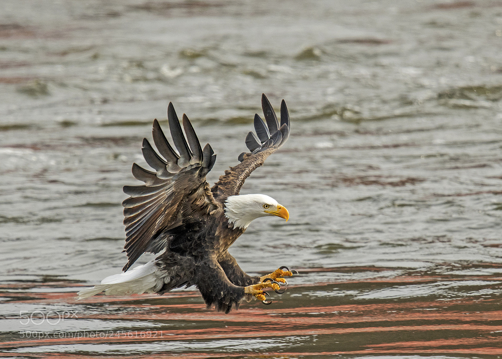 Nikon D850 sample photo. Bald eagle photography