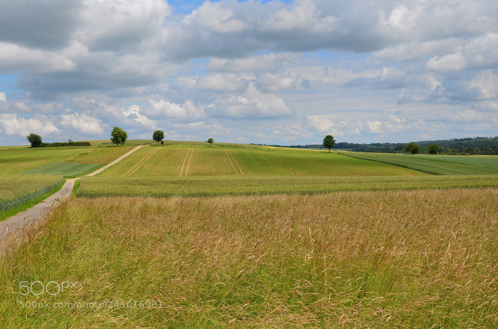 Nikon D5100 sample photo. Pretty day photography