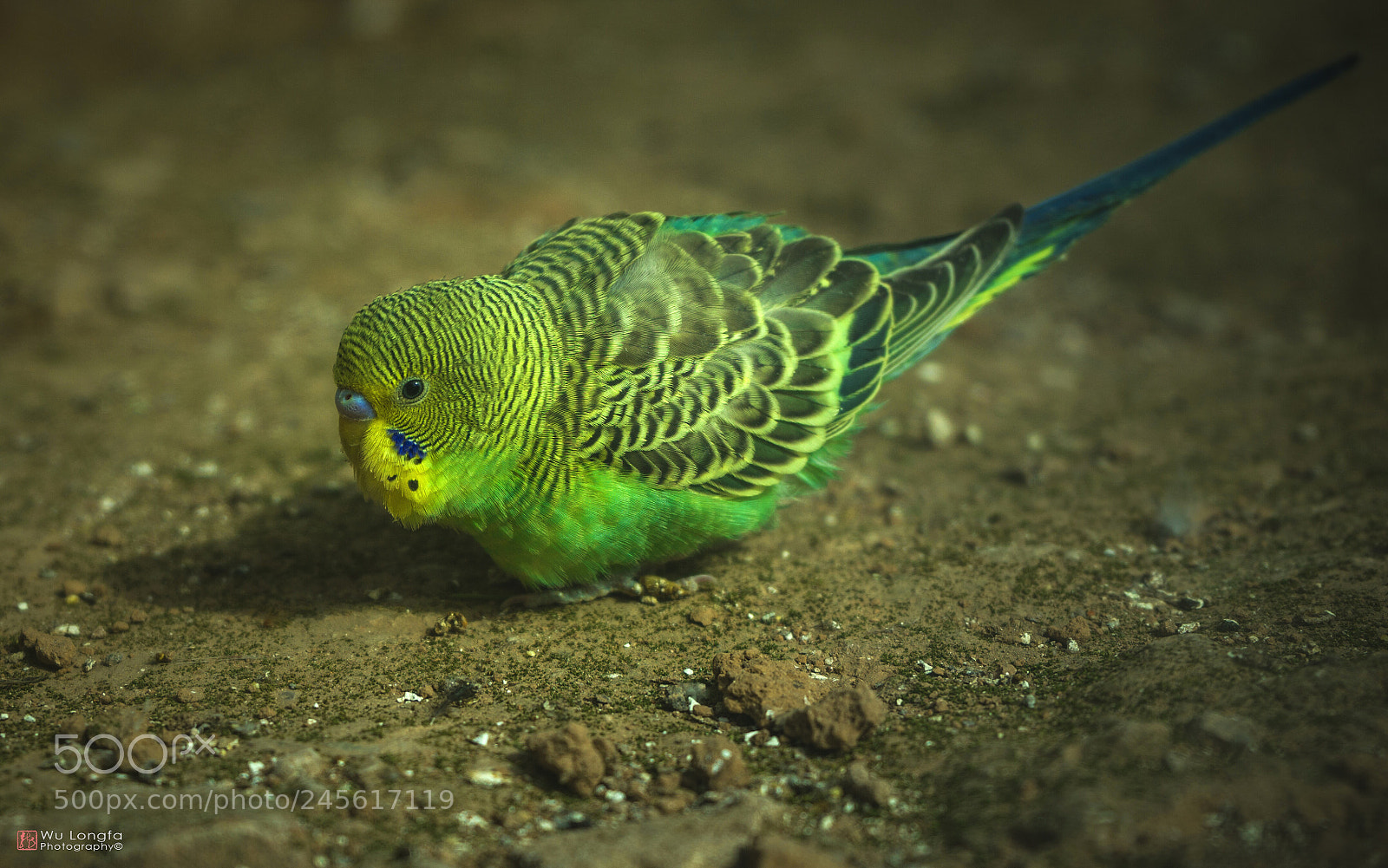 Sony a7 II sample photo. Budgerigar 虎皮鹦鹉 photography