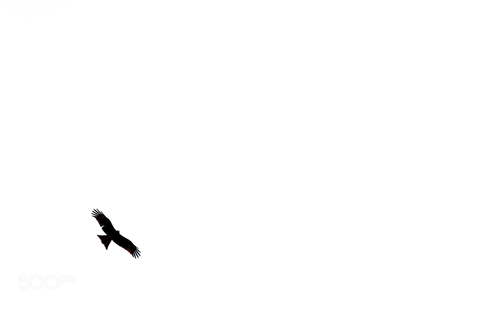 Nikon D700 sample photo. Eagle photography