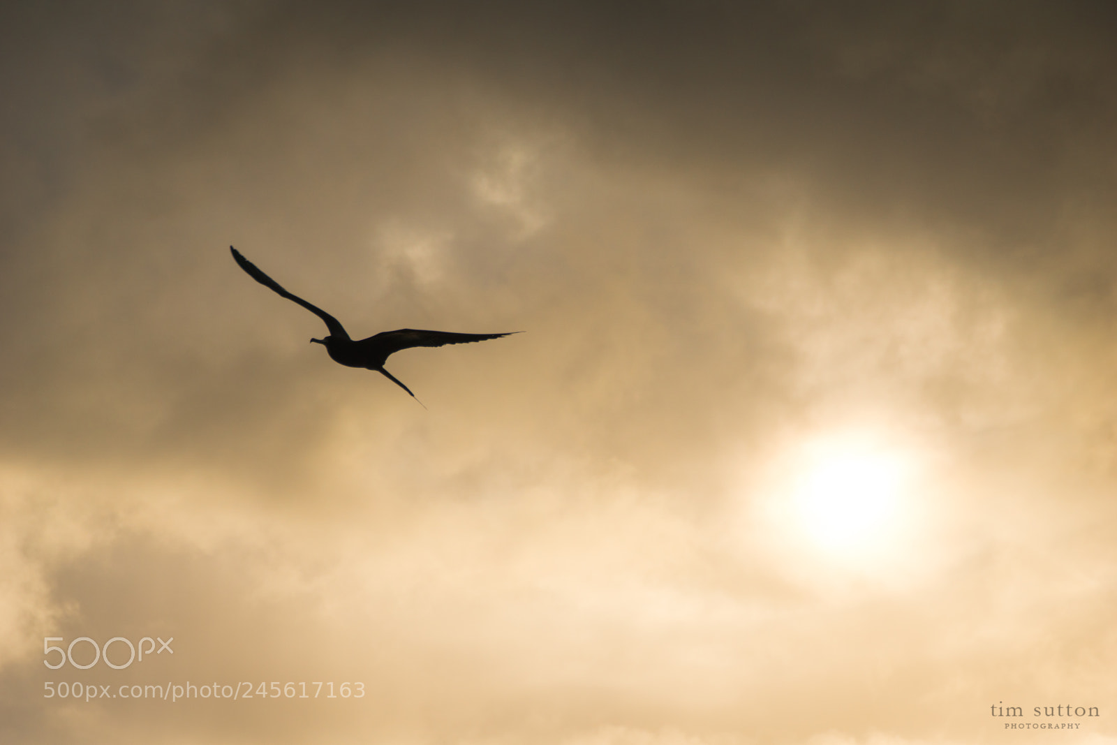Sony ILCA-77M2 sample photo. Seagull at dusk photography
