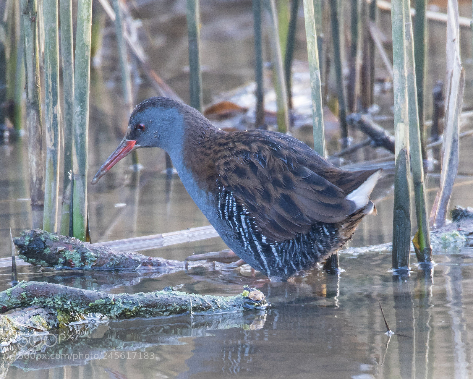 Canon EOS 7D Mark II sample photo. Water rail photography