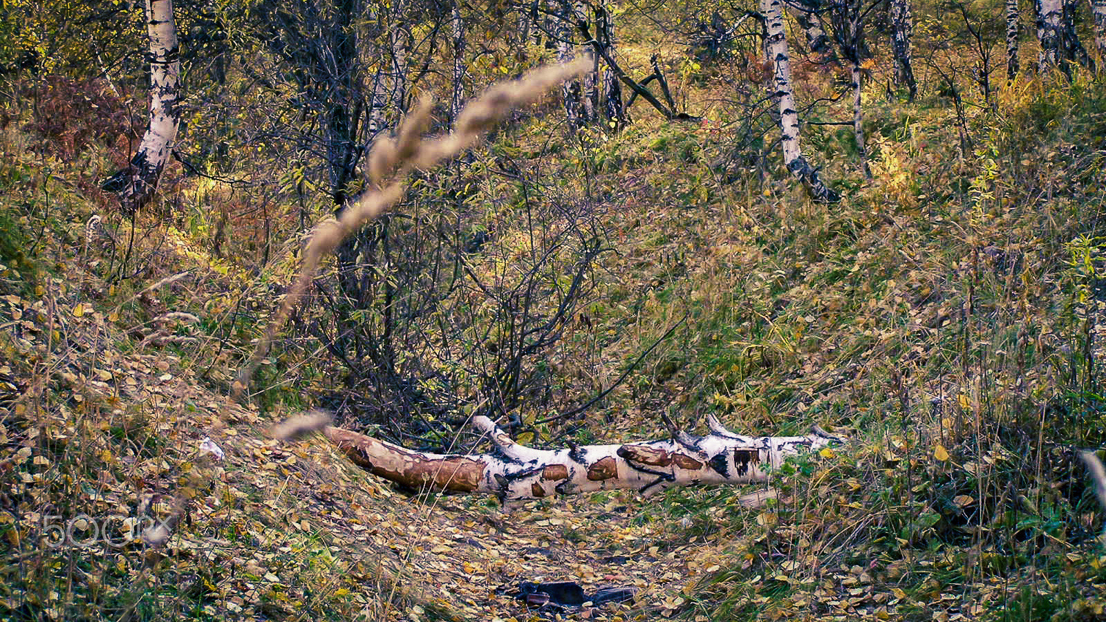 Olympus C765UZ sample photo. Autumn forest photography
