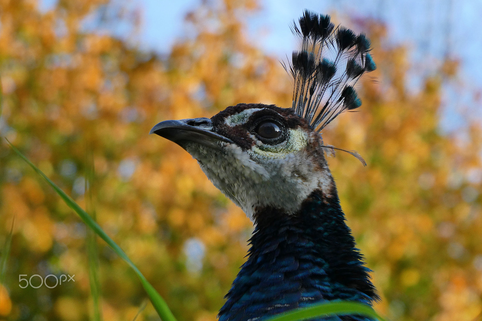 Panasonic DC-TZ91 sample photo. Blauer pfau (pavo cristatus) photography