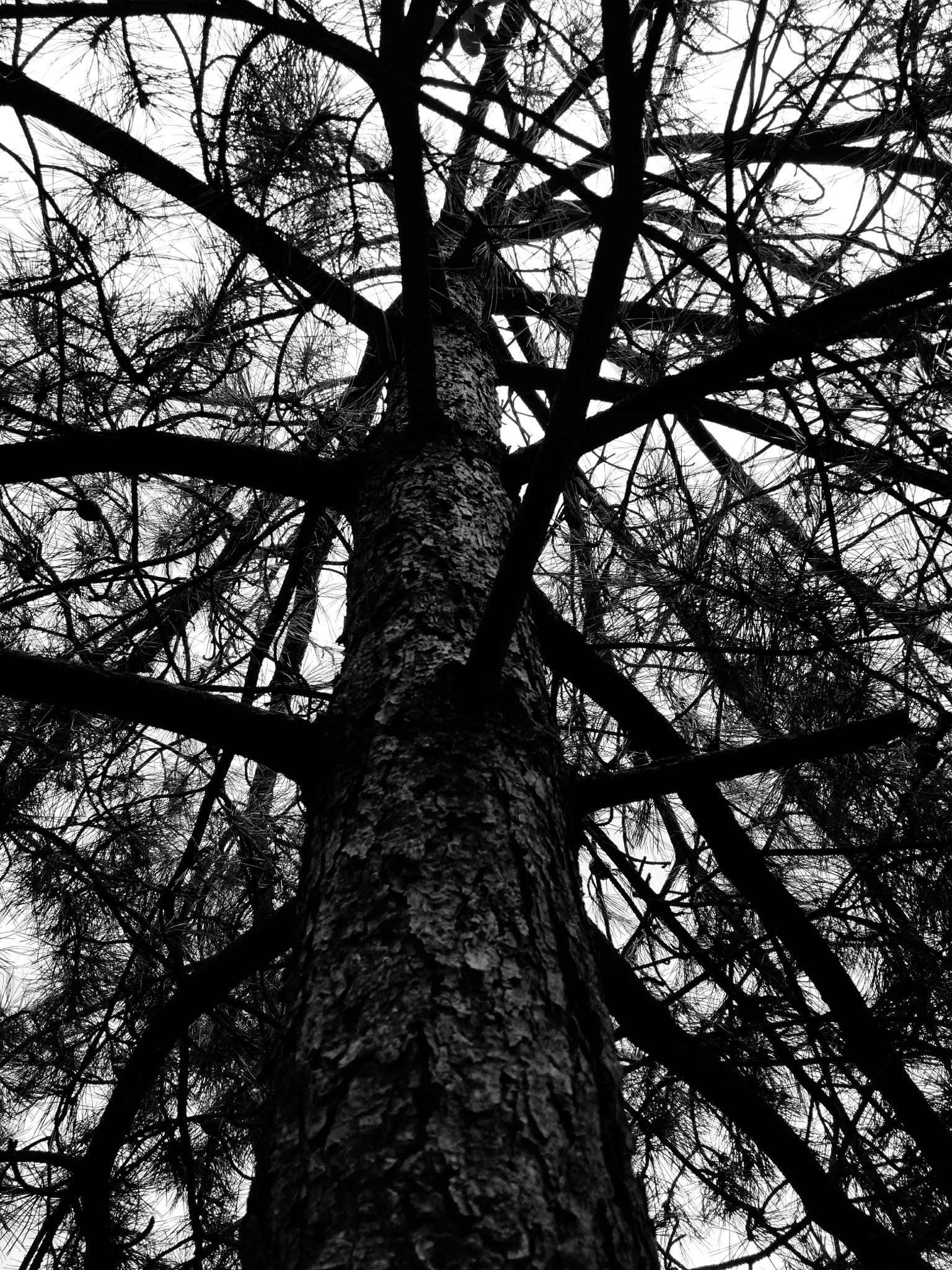 Xiaomi Mi-4c sample photo. A different tree photography