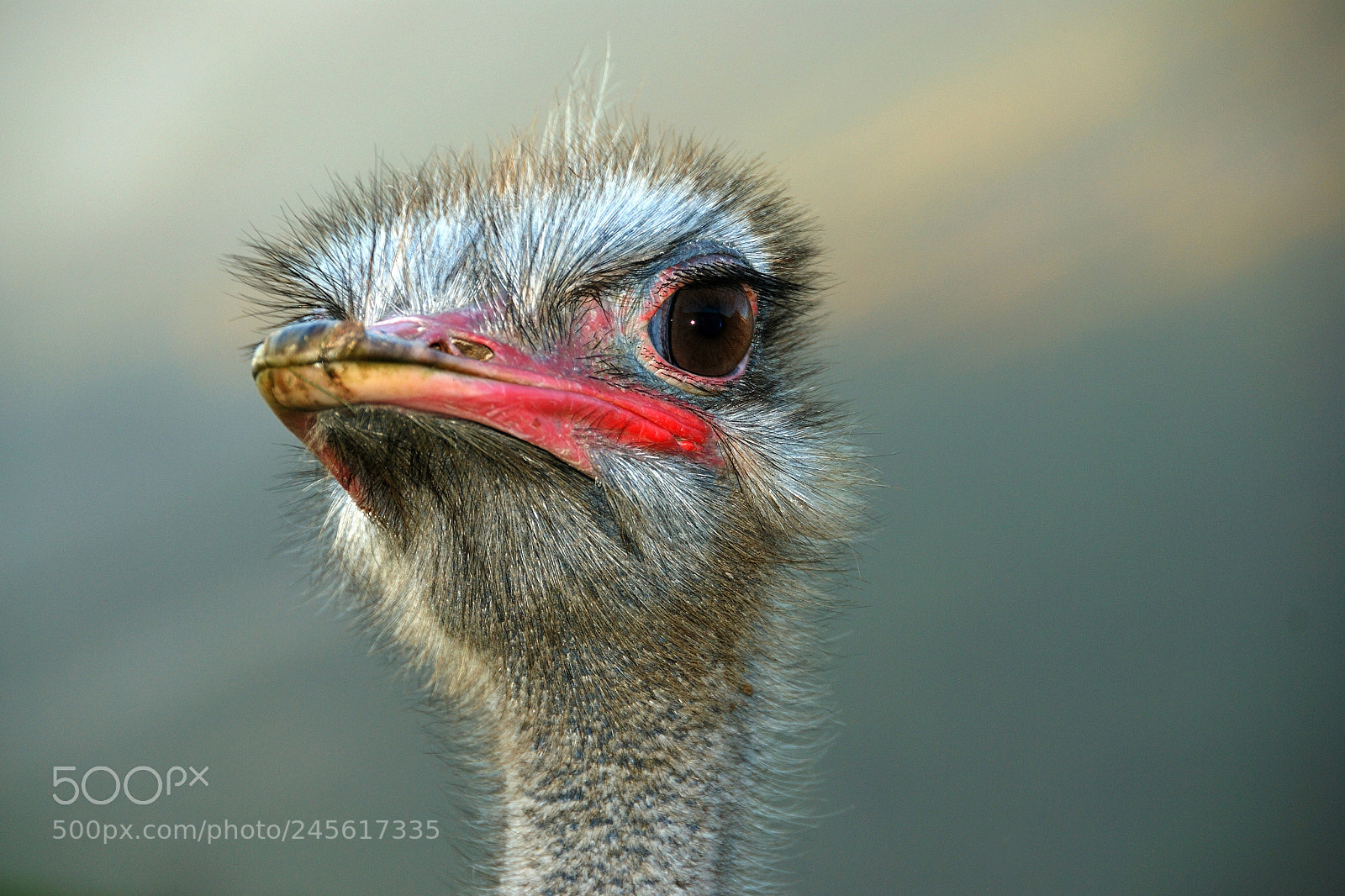 Nikon D80 sample photo. Strauss (struthio camelus) photography