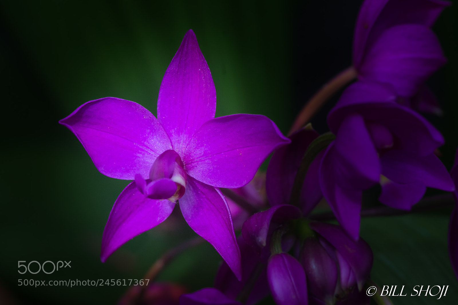 Sony a99 II sample photo. 'tropical pineapple' orchid photography