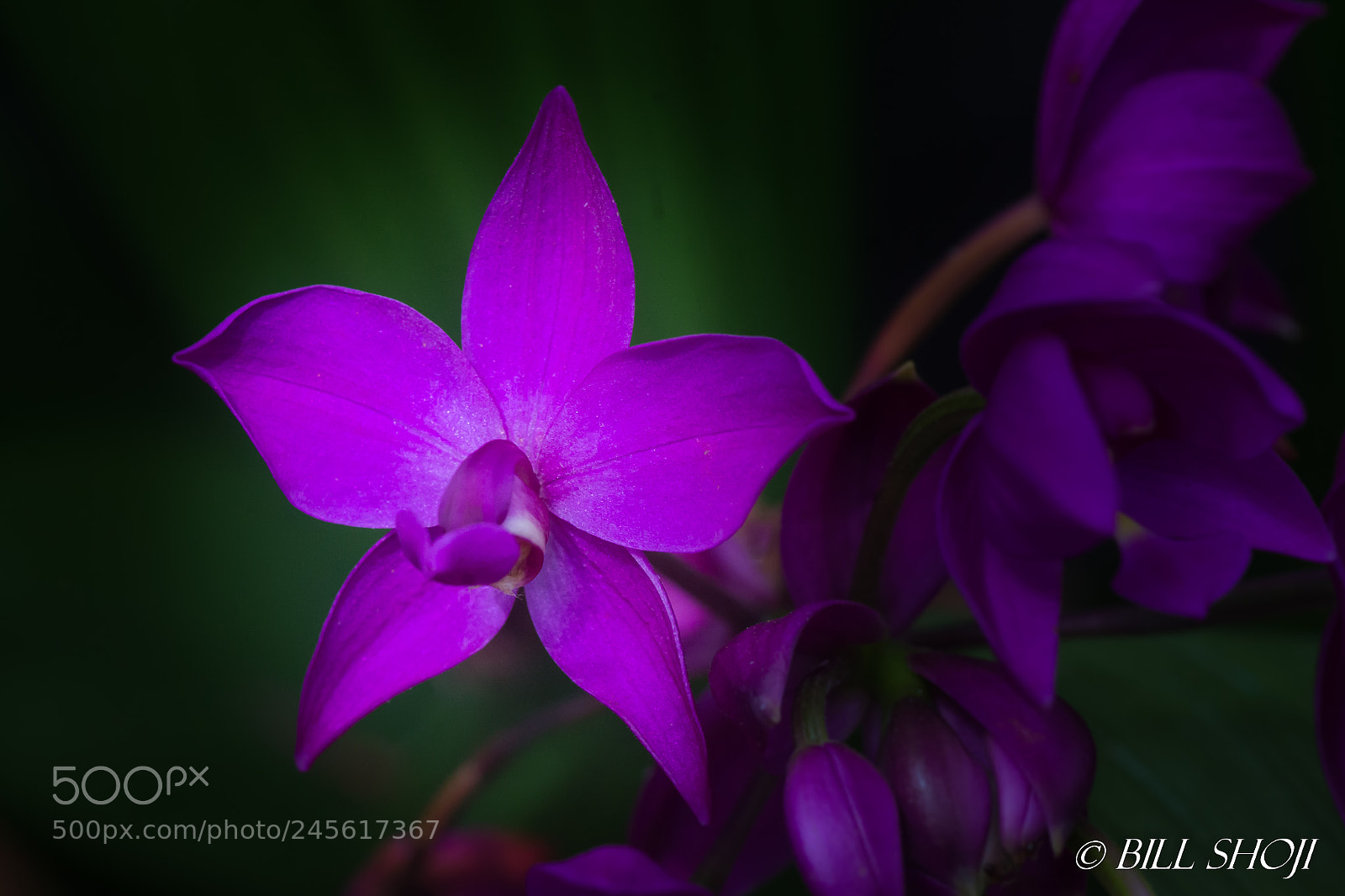 Sony SLT-A99V sample photo. 'tropical pineapple' orchid photography