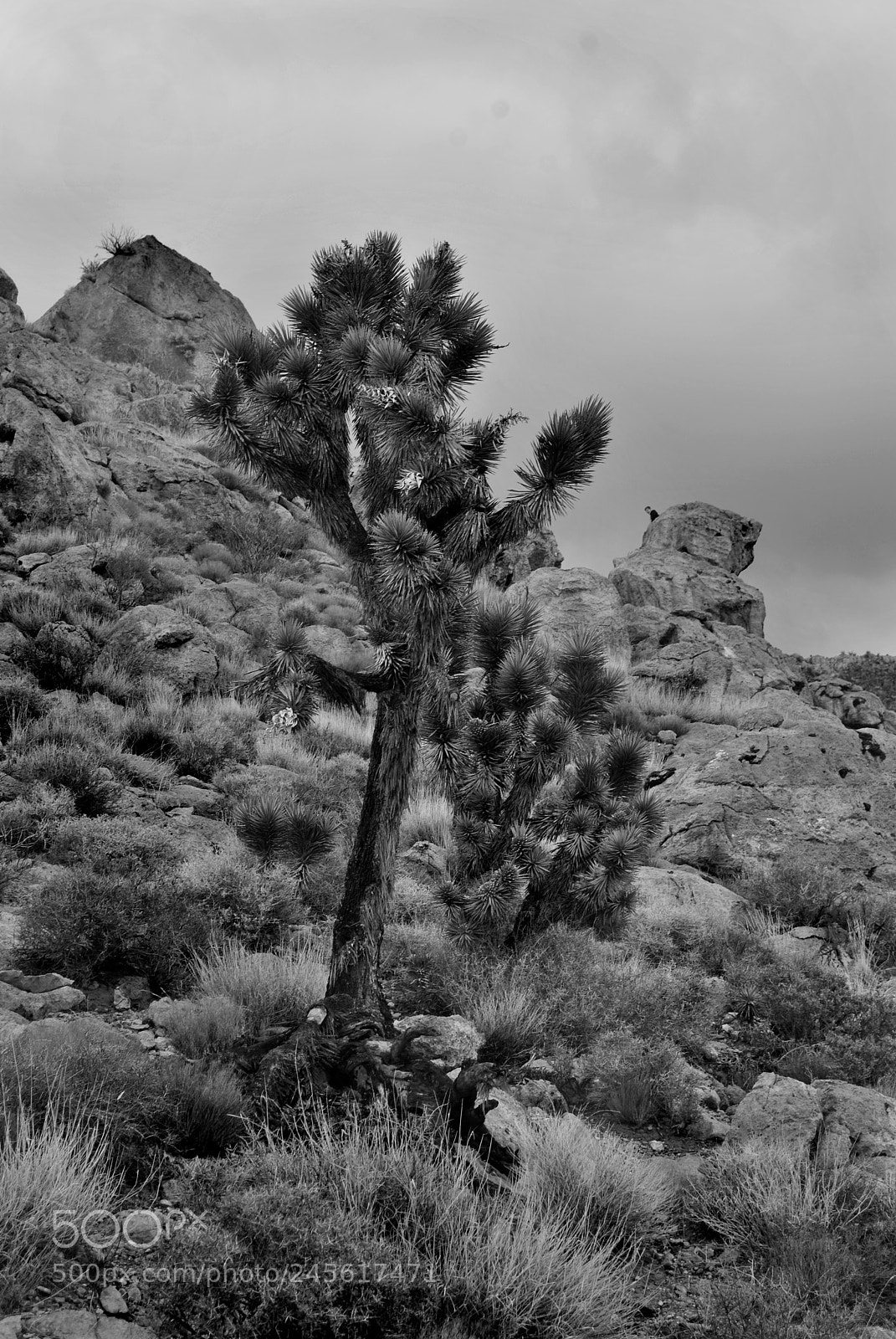 Nikon D3000 sample photo. One tree hill photography