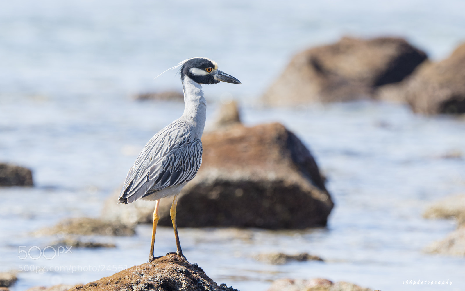 Nikon D500 sample photo. Yellow crowned night heron photography