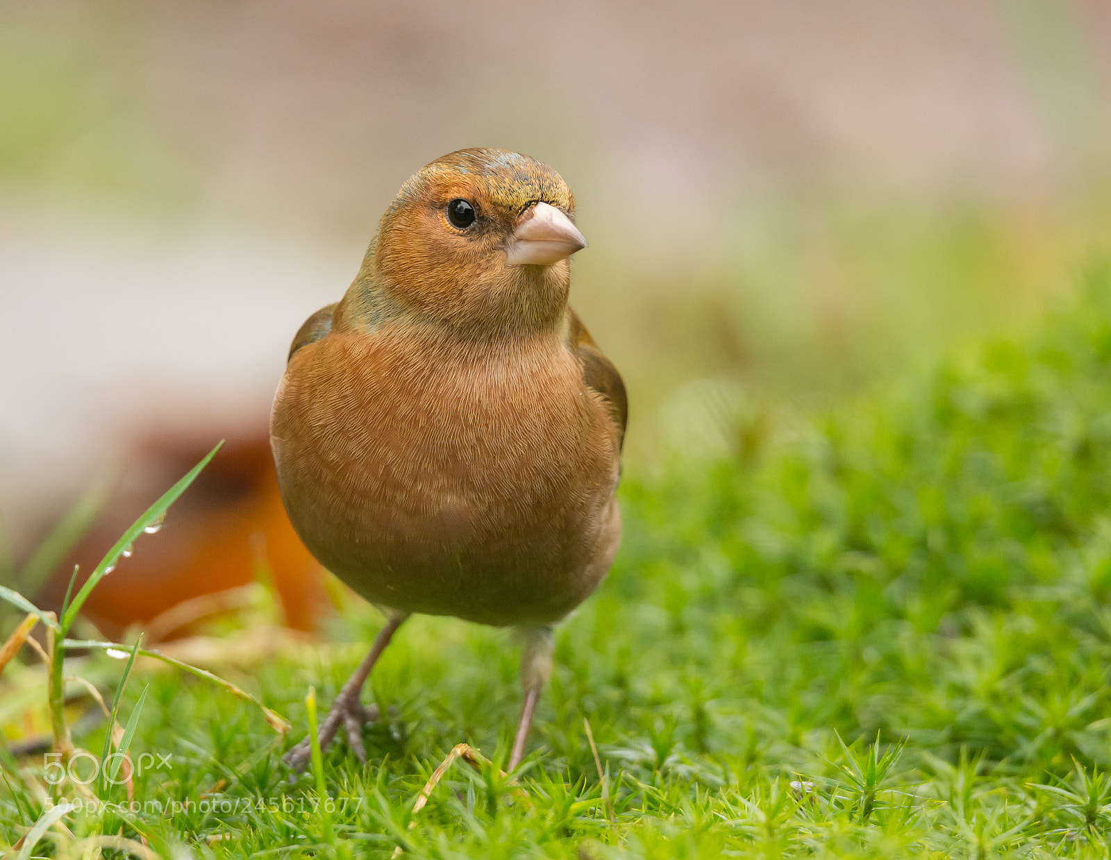 Nikon D5200 sample photo. Chaffinch on moss... photography