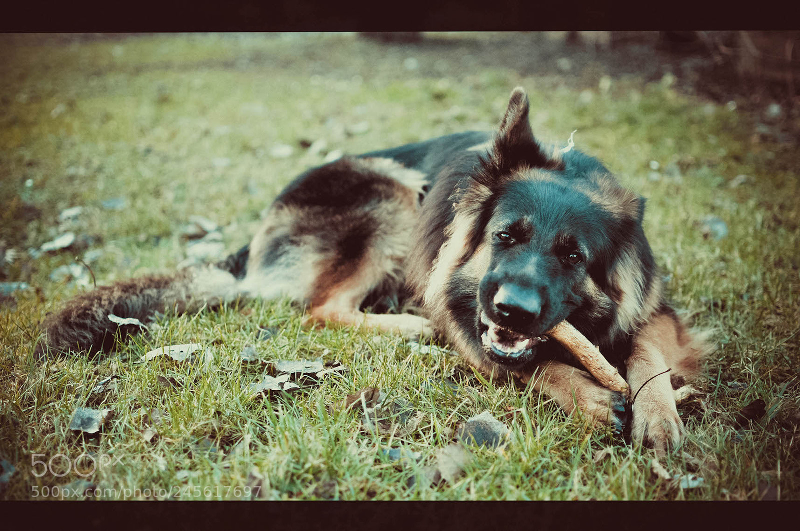 Nikon D300S sample photo. Mokka photography