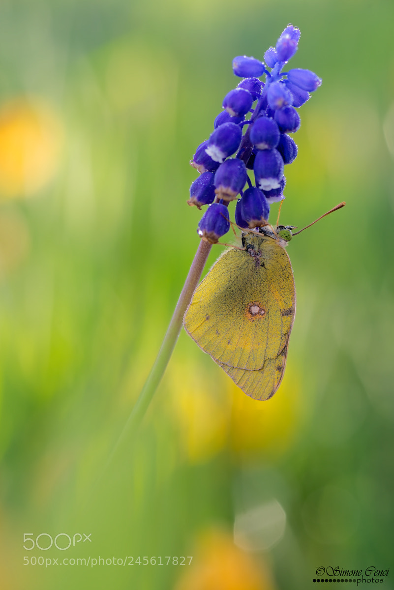 Nikon D600 sample photo. Untitled photography