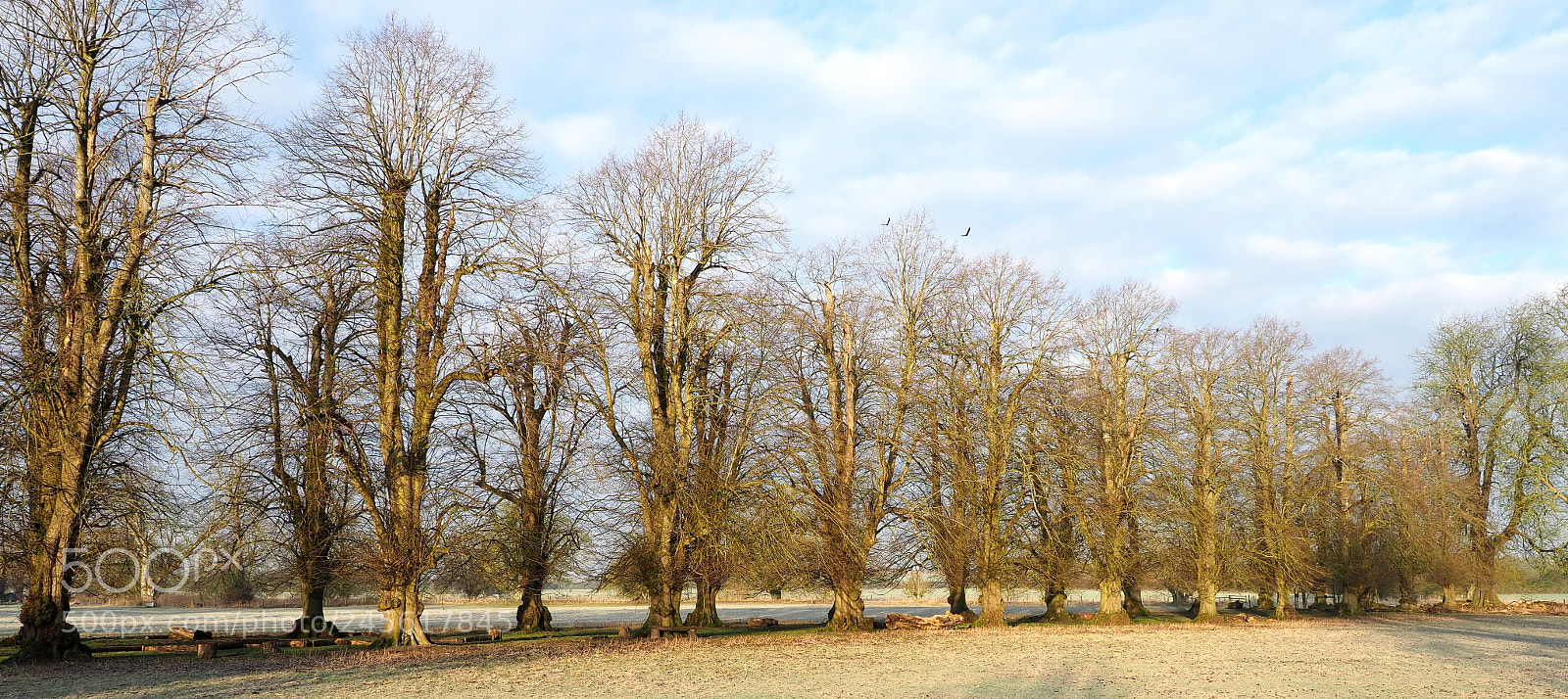 Olympus OM-D E-M1 Mark II sample photo. Trees'alley in winter photography