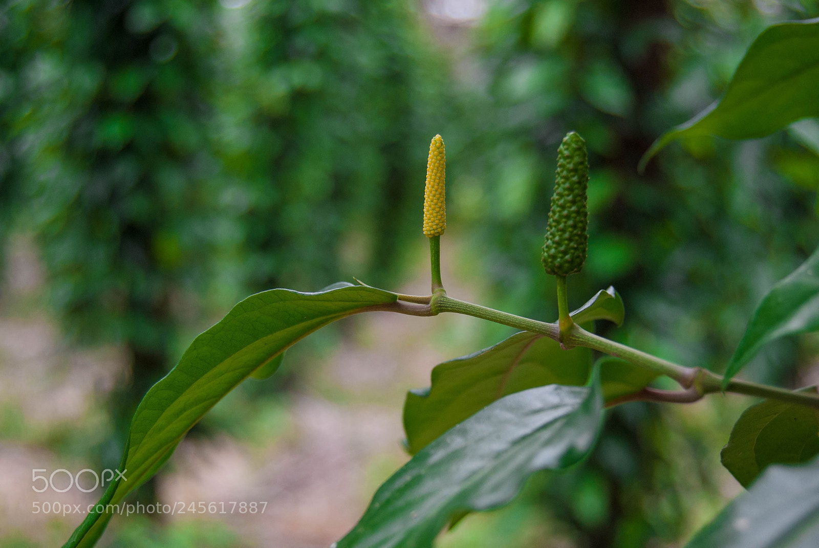 Nikon D3000 sample photo. Pepper plant photography