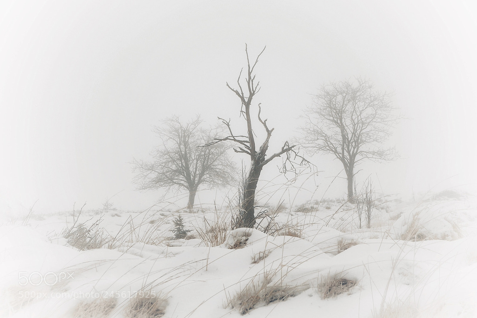 Olympus OM-D E-M10 sample photo. The sound of silence photography