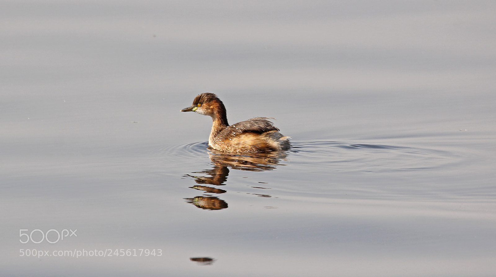 Canon EOS 60D sample photo. Grebe photography