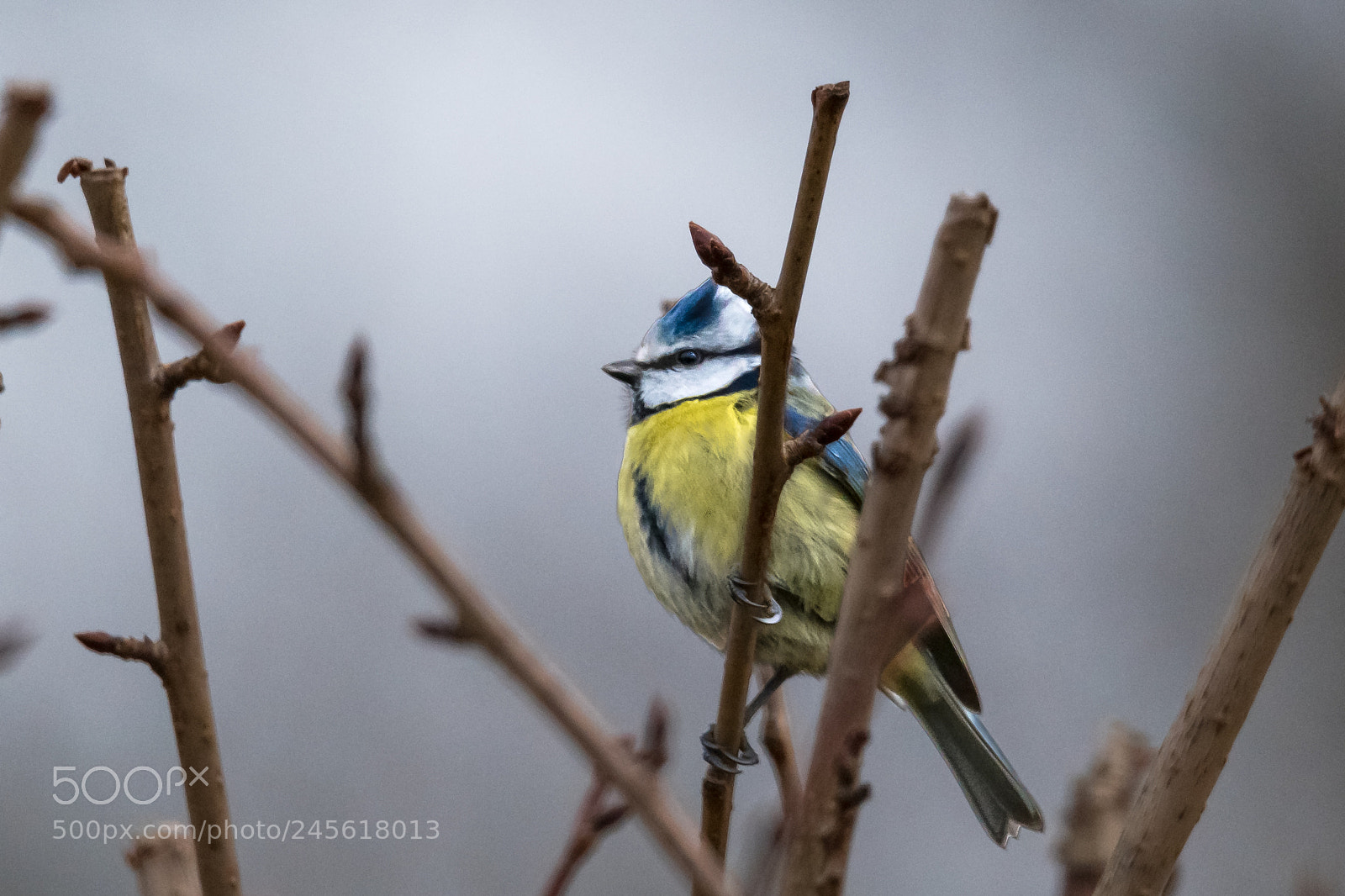 Nikon D850 sample photo. Tree tit photography