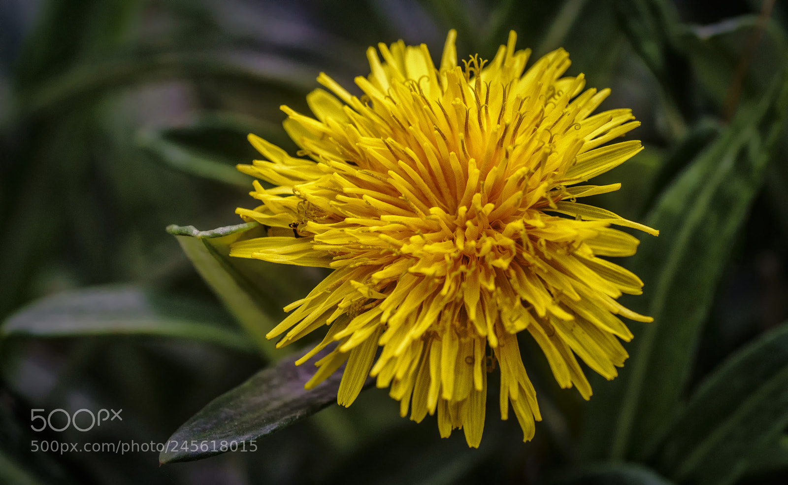 Sony a7R II sample photo. Karahindiba (taraxacum officinale)... photography