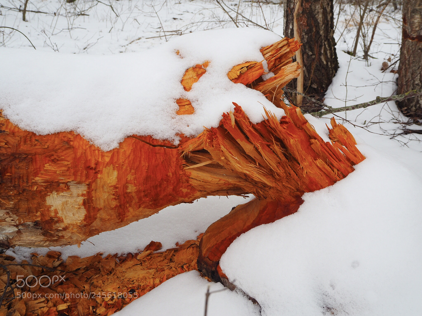 Olympus OM-D E-M10 II sample photo. Beaver‘s work  photography