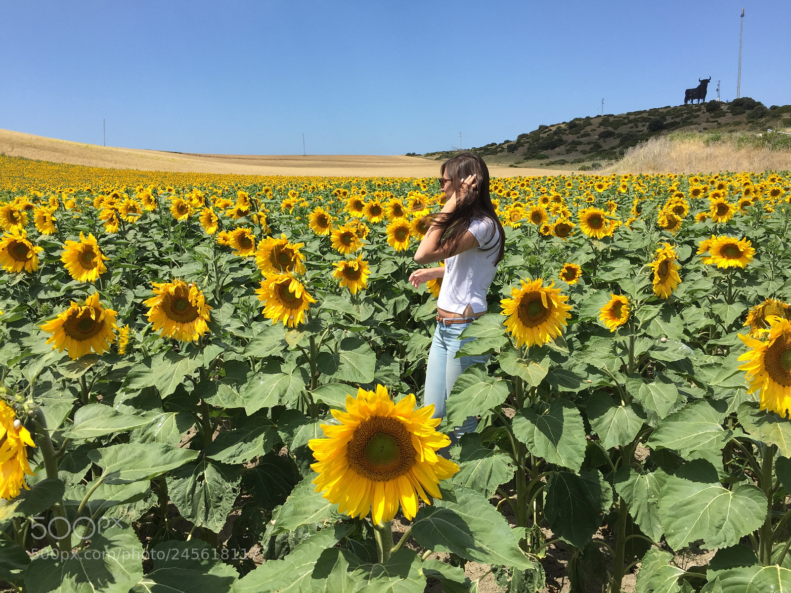 Apple iPhone 6 sample photo. Spanish sunflowers photography
