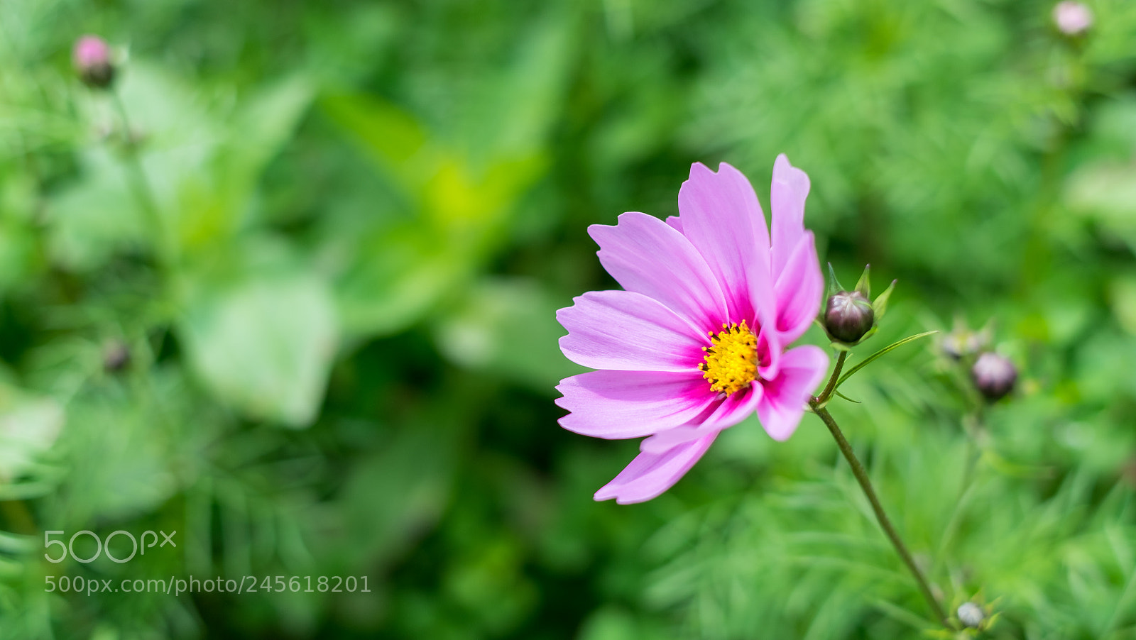 Fujifilm X-T1 sample photo. 花 photography