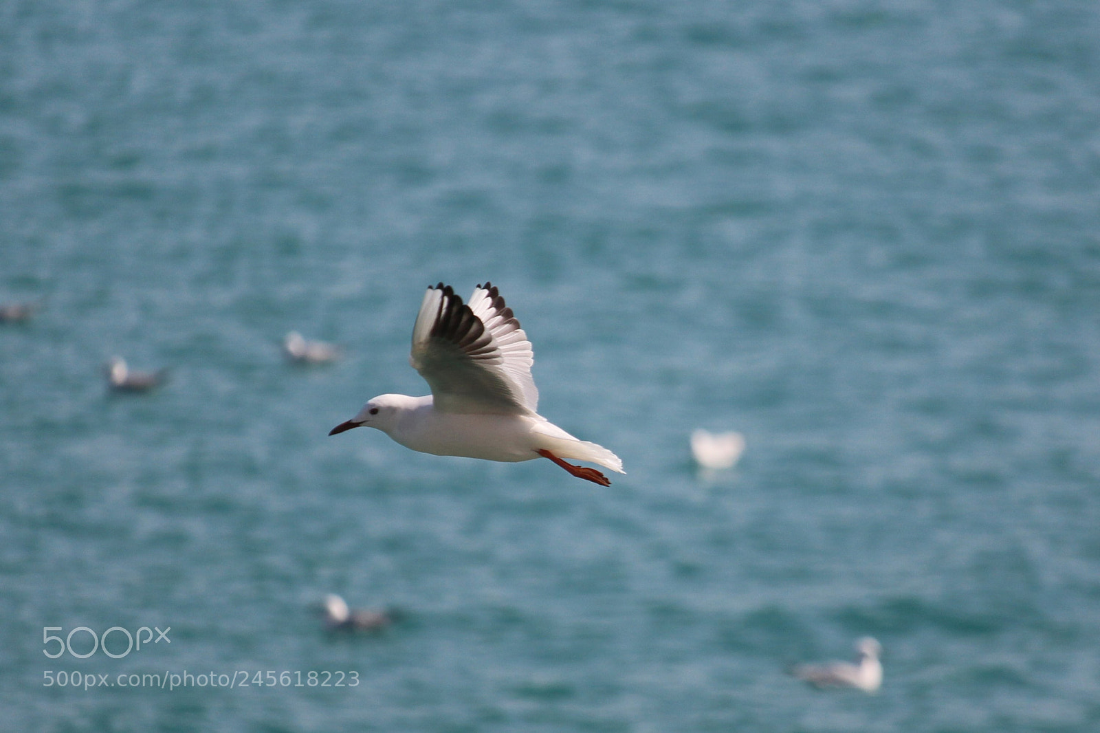 Canon EOS 700D (EOS Rebel T5i / EOS Kiss X7i) sample photo. Seagulls photography