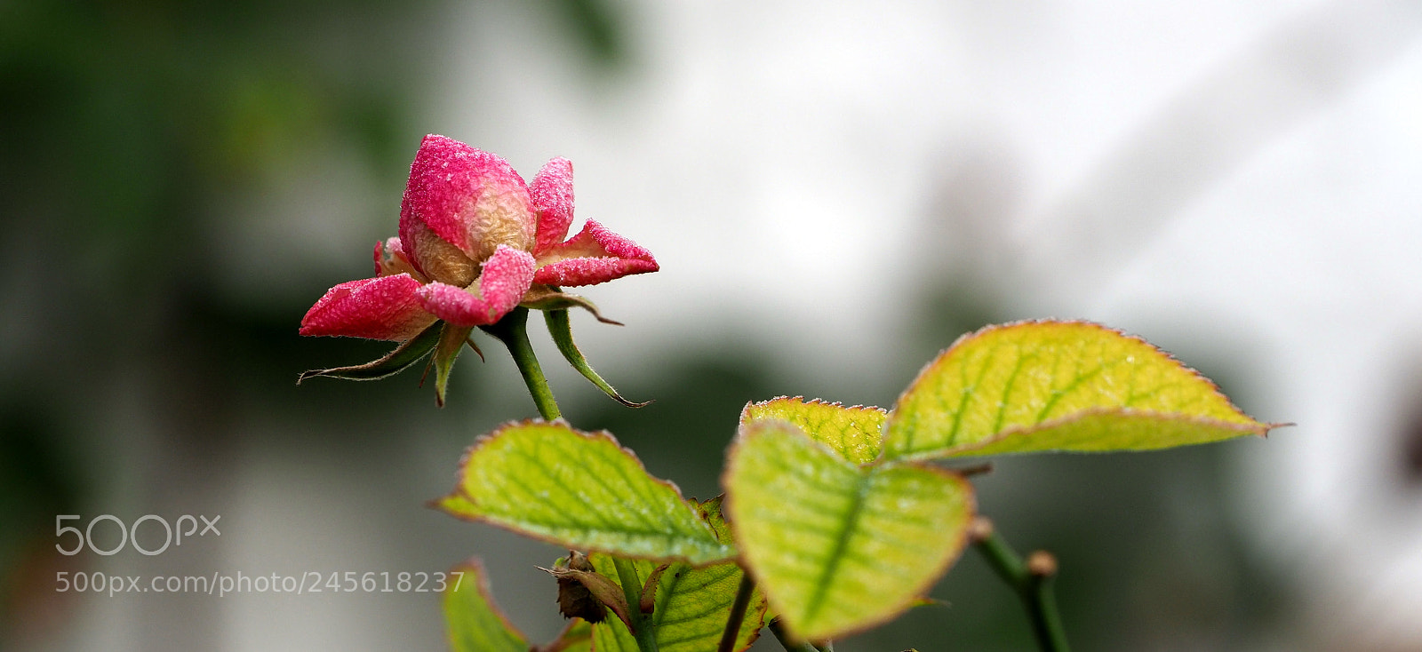 Olympus OM-D E-M1 Mark II sample photo. Frozen last rose photography