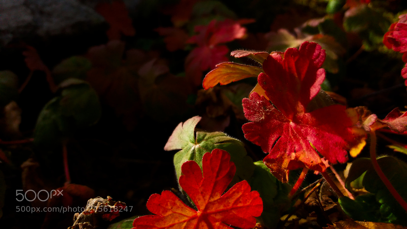 Samsung Galaxy J5 sample photo. Red velvet photography
