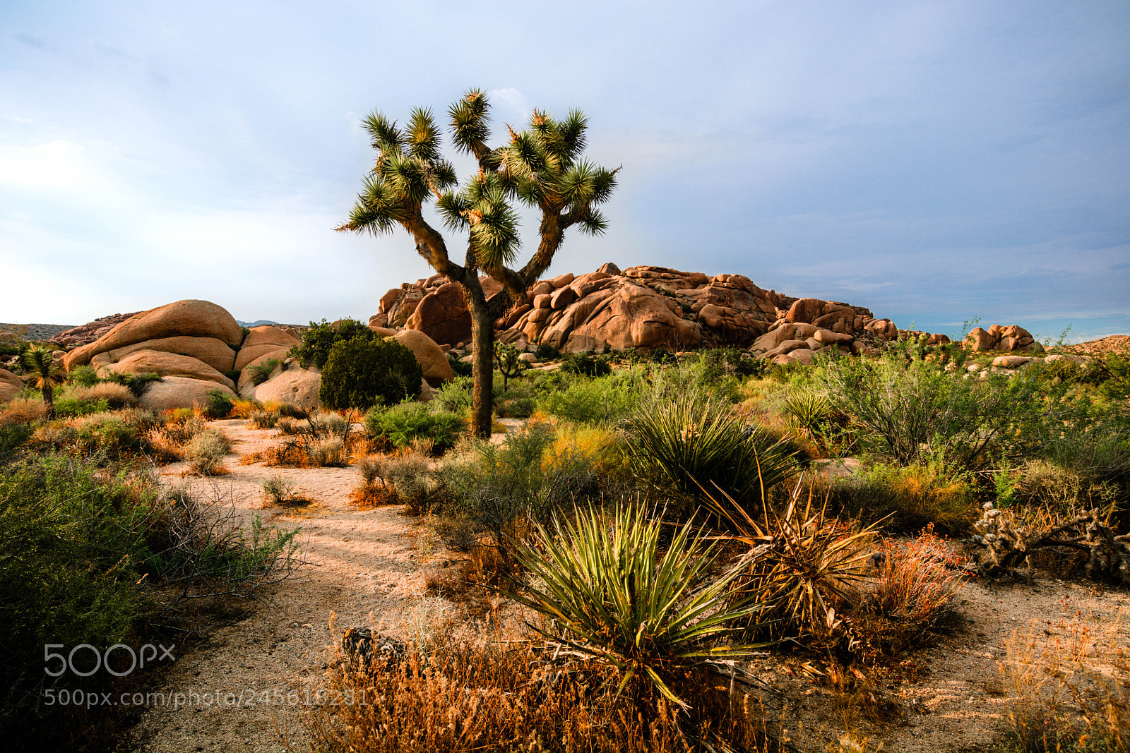 Nikon D7100 sample photo. Desert wandering photography