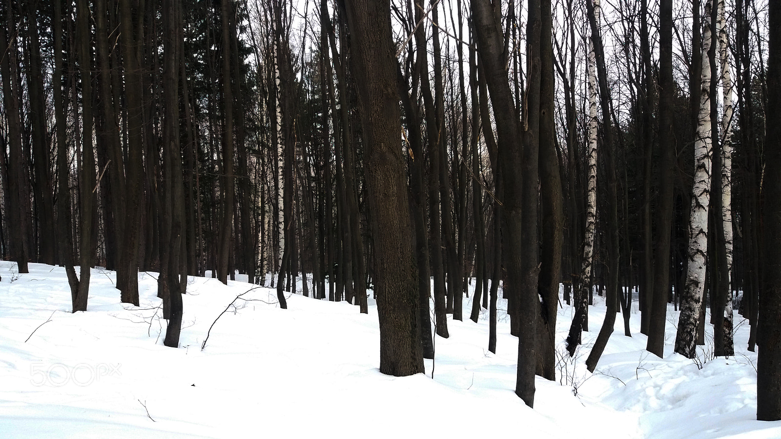 Samsung Galaxy J5 sample photo. Winter wonderland photography