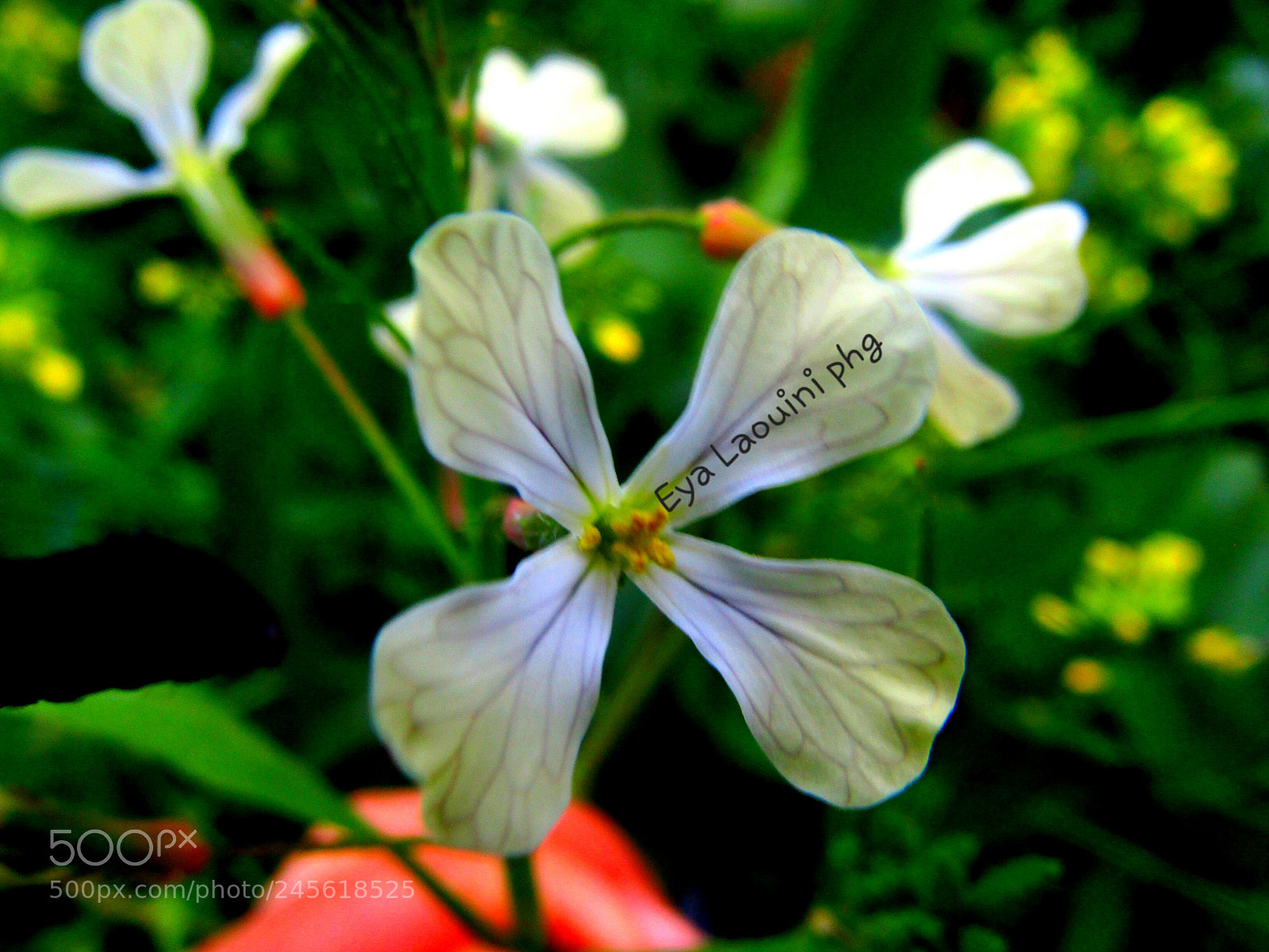 Canon PowerShot SX410 IS sample photo. Flowers  white   garden photography