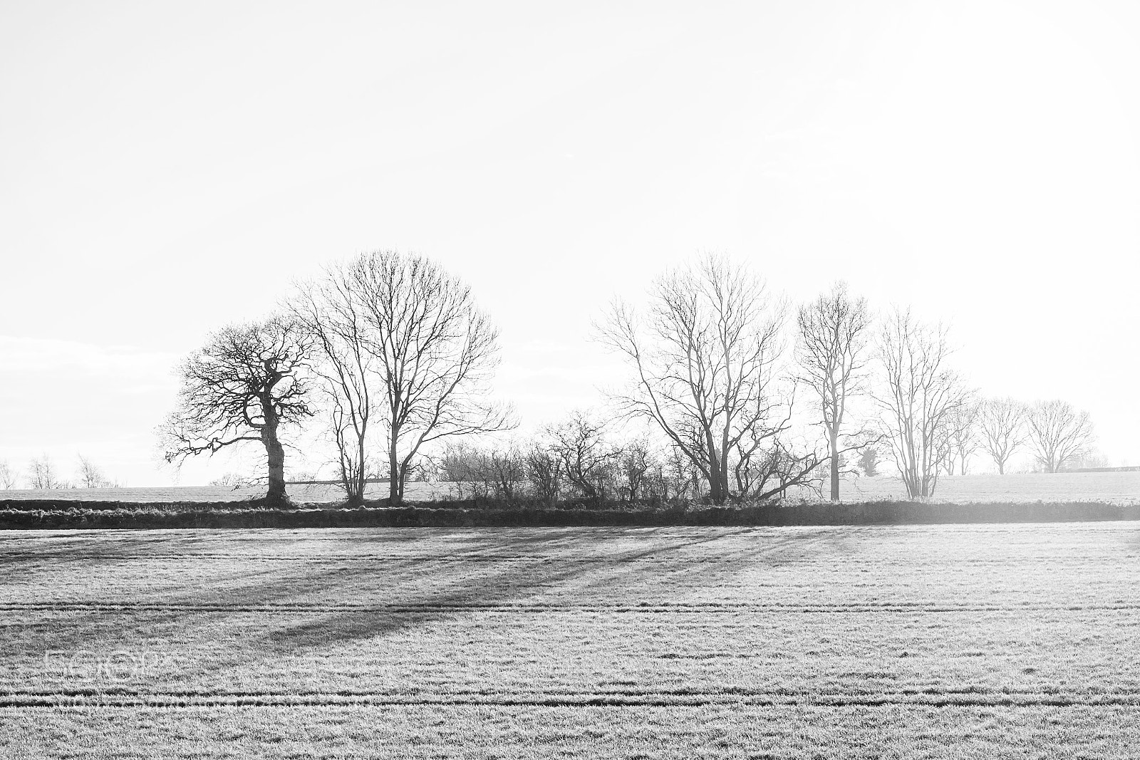 Canon EOS 50D sample photo. Untitled photography