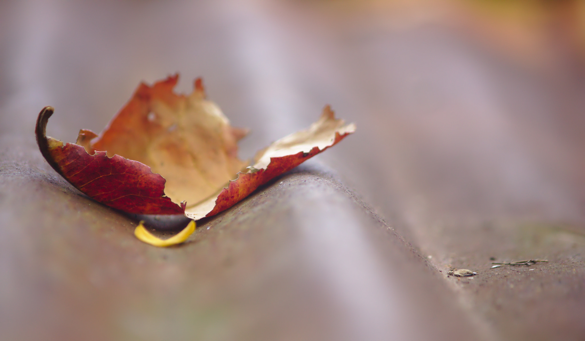 Canon EF-S 55-250mm F4-5.6 IS II sample photo. Fallen photography