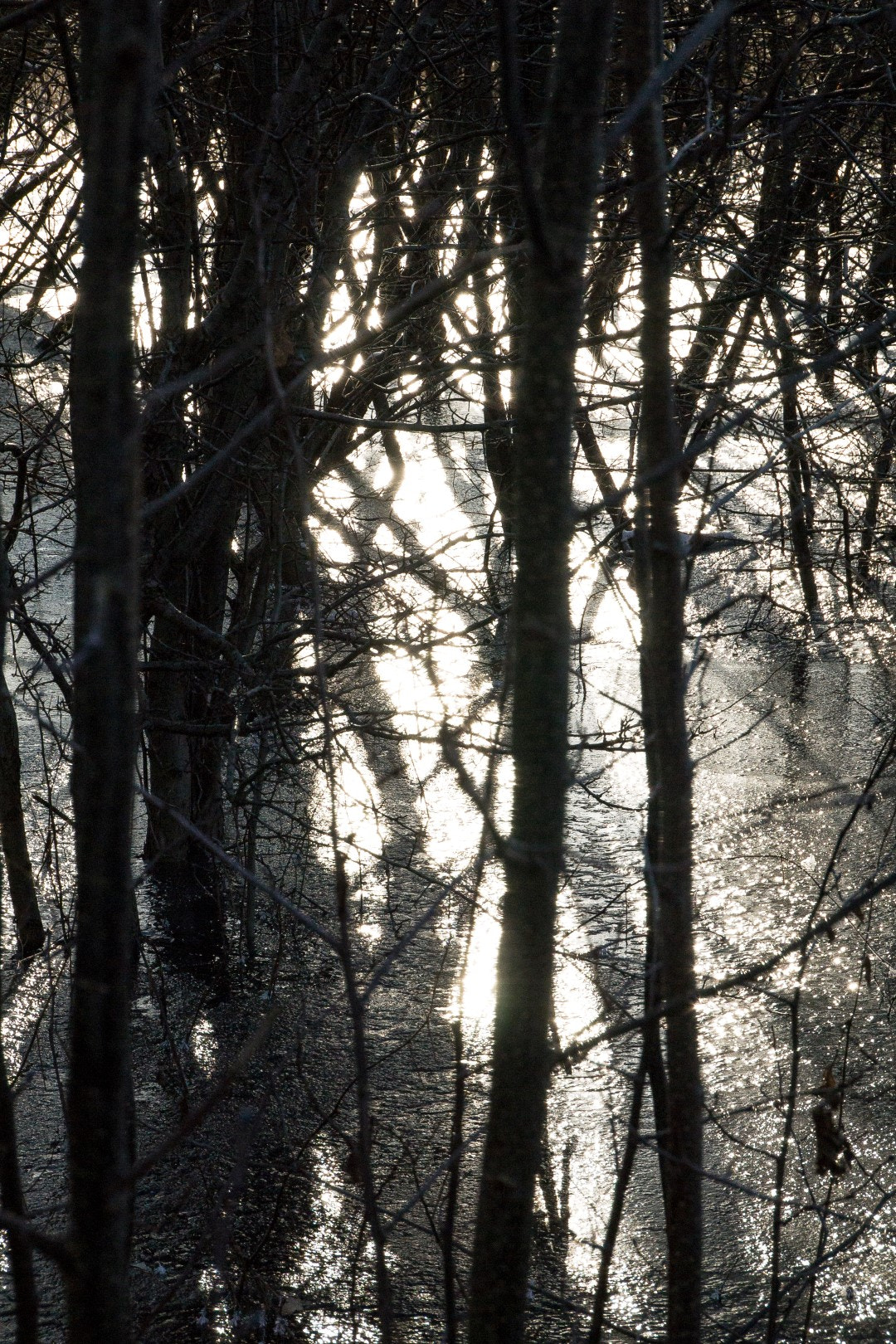 Olympus PEN E-PM1 sample photo. Sun, ice, trees photography