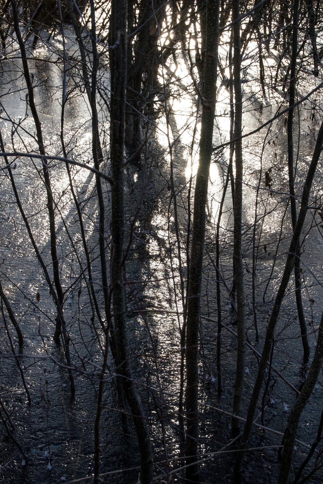 Olympus PEN E-PM1 sample photo. Sun, ice, trees photography