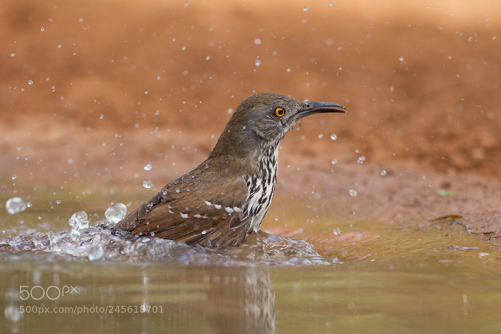 Canon EOS-1D Mark IV sample photo. Long-billed thrasher photography
