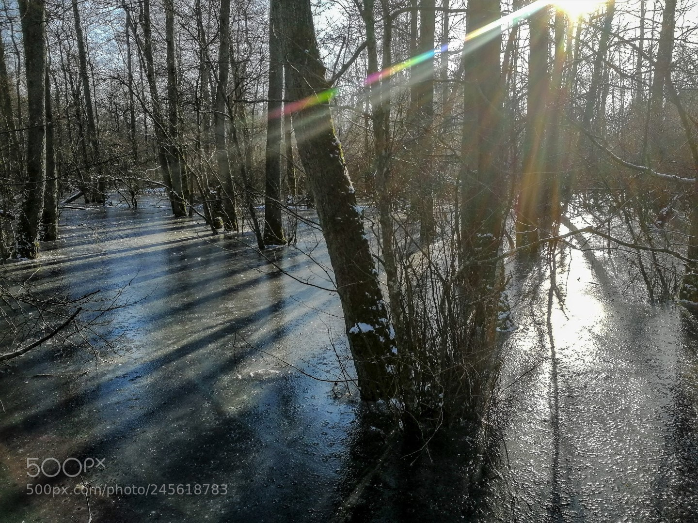 HUAWEI Honor 9 sample photo. Frozen swamp photography