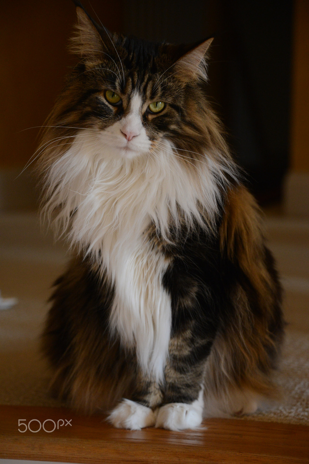 Nikon D600 sample photo. Twinkles 48 photography