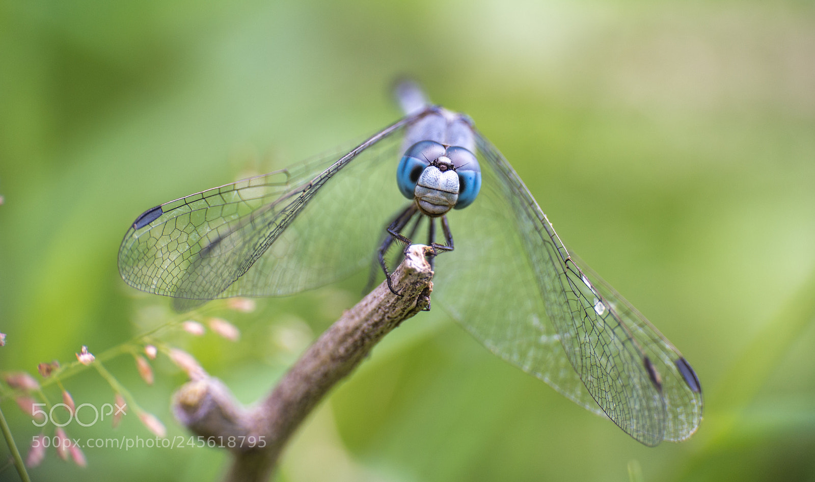 Nikon D7200 sample photo. Blue ground skimmer photography
