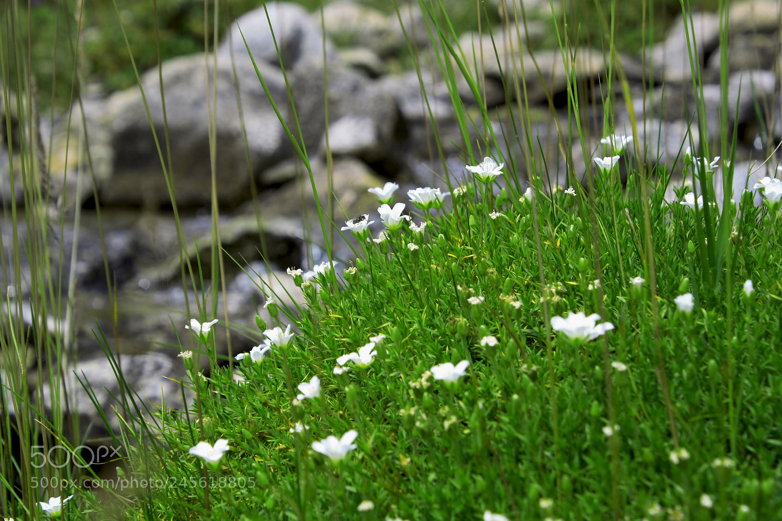 Canon EOS 1000D (EOS Digital Rebel XS / EOS Kiss F) sample photo. Very green photography