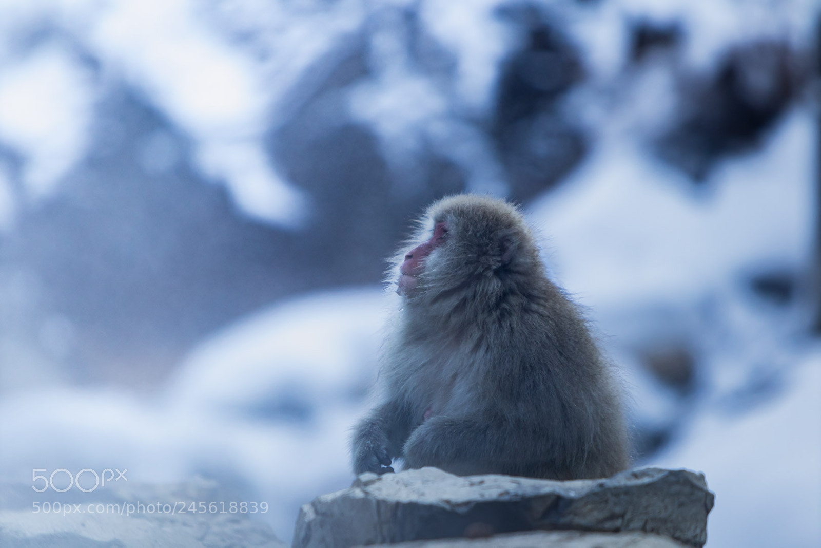 Canon EOS M5 sample photo. Japanese macaque photography