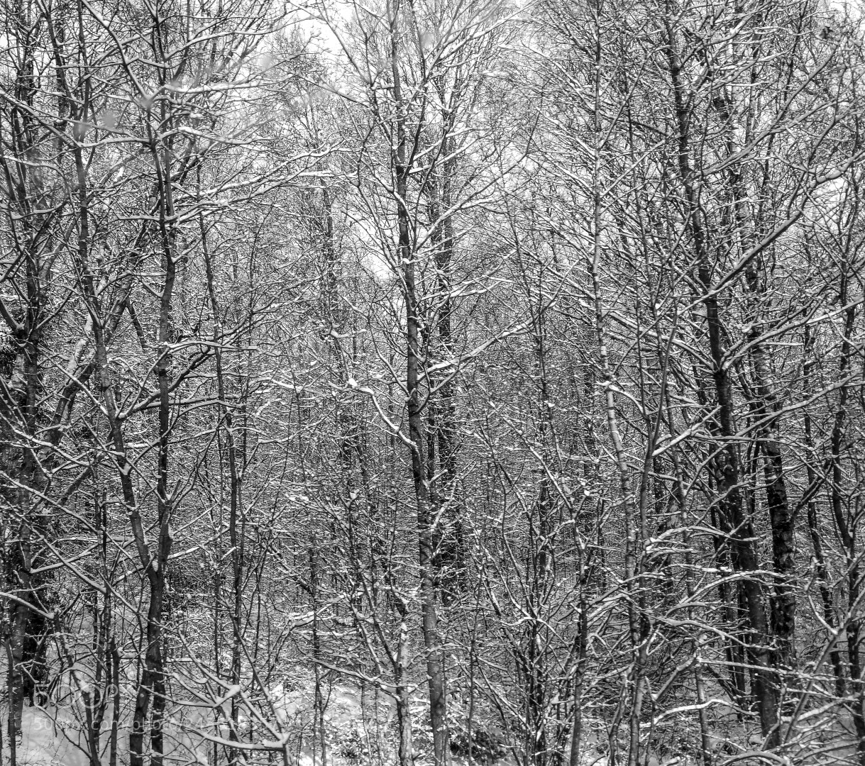 HUAWEI Honor 9 sample photo. Just winter photography