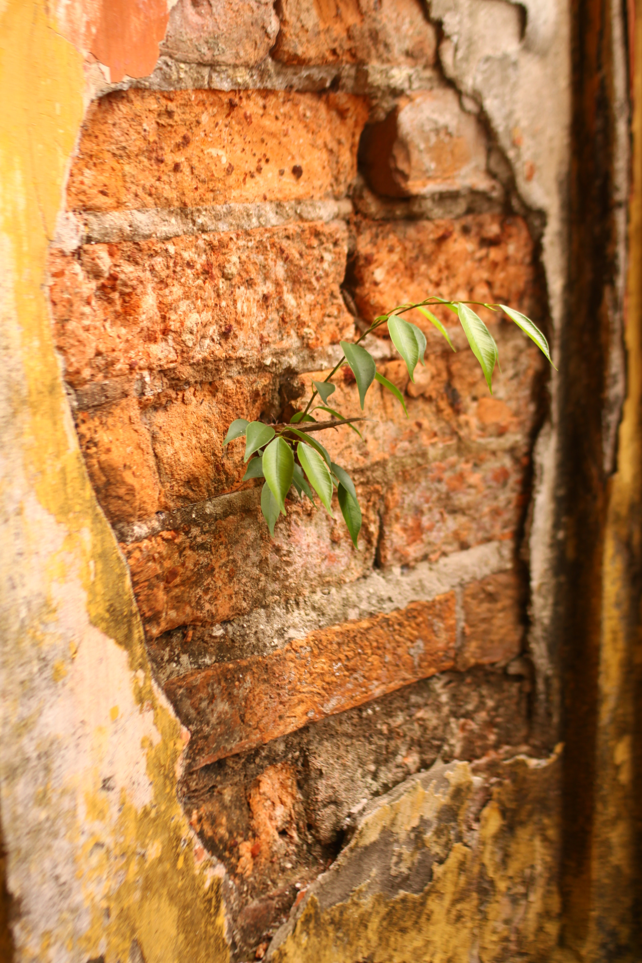 Canon EOS 50D + Canon EF 35mm F2 sample photo. Spring photography